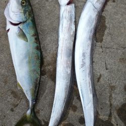 タチウオとハマチとサゴシ