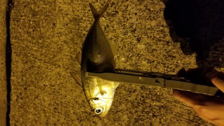 アジ、カサゴラッシュ