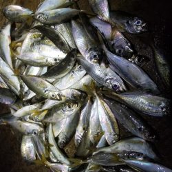 アジを求めて~♪ヽ(´▽`)/