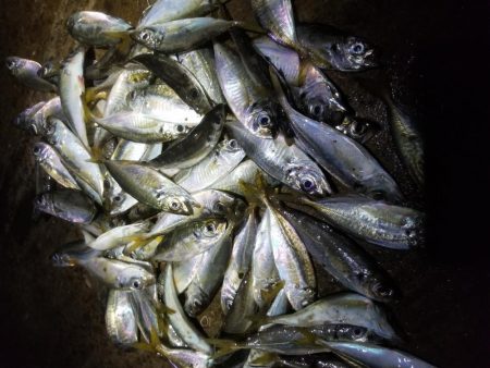 アジを求めて~♪ヽ(´▽`)/