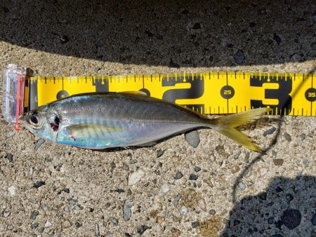 SUPフィッシング