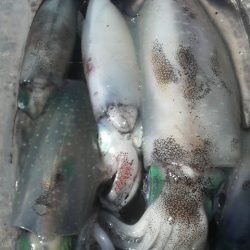 シイラ警報発令の為アオリイカ避難中