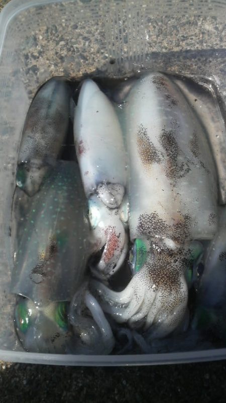 シイラ警報発令の為アオリイカ避難中