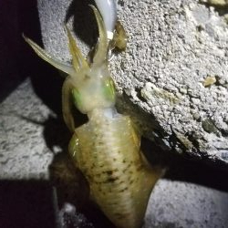 アオリ新子リベンジ！