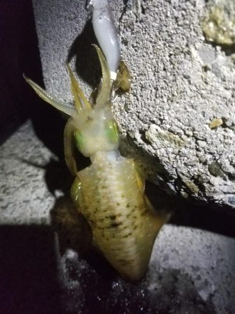 アオリ新子リベンジ！