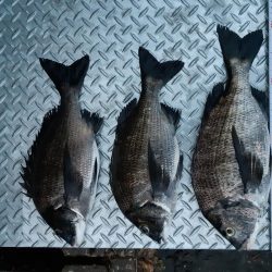 大潮の夕マヅメはアツイ❗