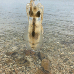 瀬戸内の島エギング(2019-5)