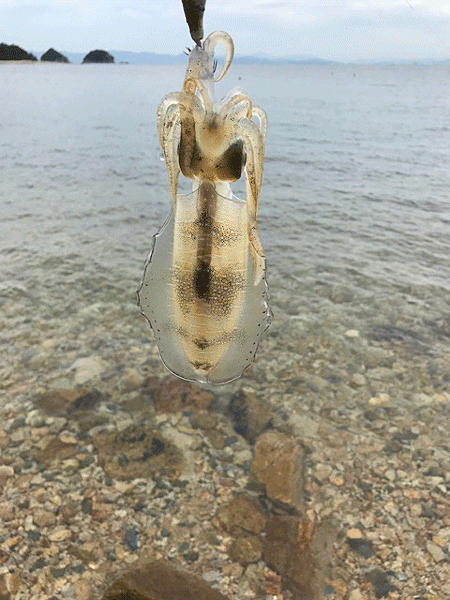 瀬戸内の島エギング(2019-5)