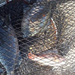 アイゴ40オーバー！グレも！！！！！！