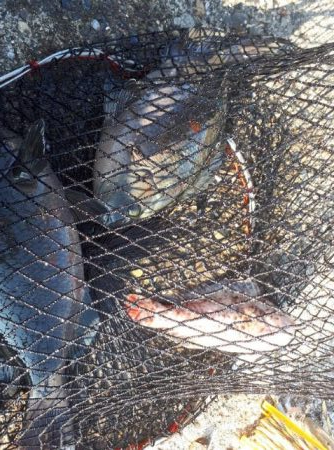 アイゴ40オーバー！グレも！！！！！！