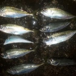 海釣り！途中から雨に打たれて。。。。