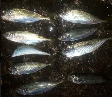 海釣り！途中から雨に打たれて。。。。