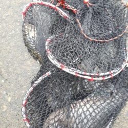 グレの40オーバー!