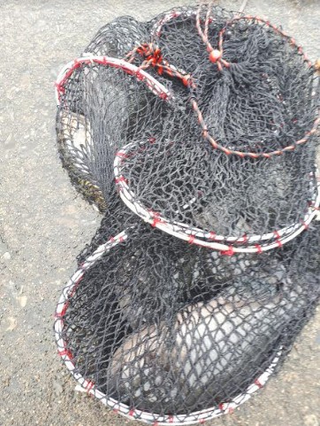 グレの40オーバー!