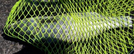 65オーバーのスズキ!!!!!やった~~~~~!!!!!!!