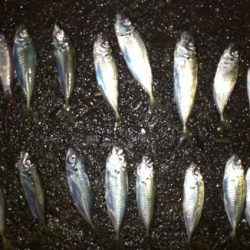 夜釣りでアジ!!!