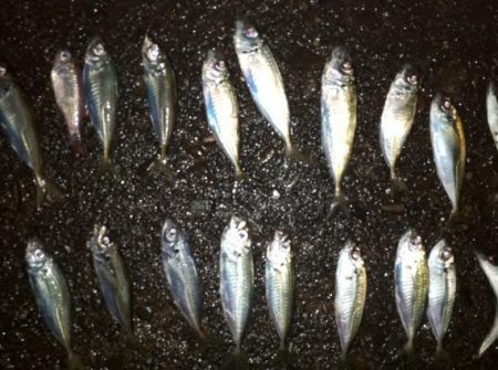 夜釣りでアジ！！！