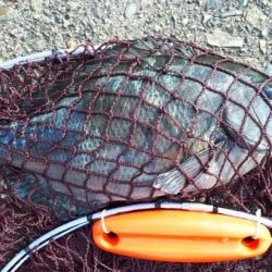 グレ!!とおまけ1匹ちゃん。