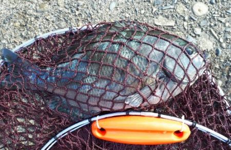 グレ！！とおまけ１匹ちゃん。