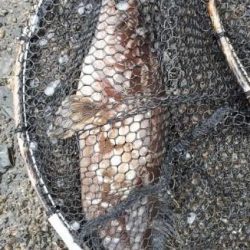 クエ～～～！！　　　　そしてボラちゃん。