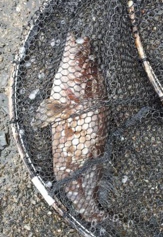 クエ～～～！！　　　　そしてボラちゃん。