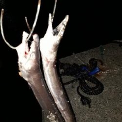 1ｍオーバーのハモ３匹！！