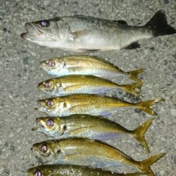 アジのサイズもよくなってきてる