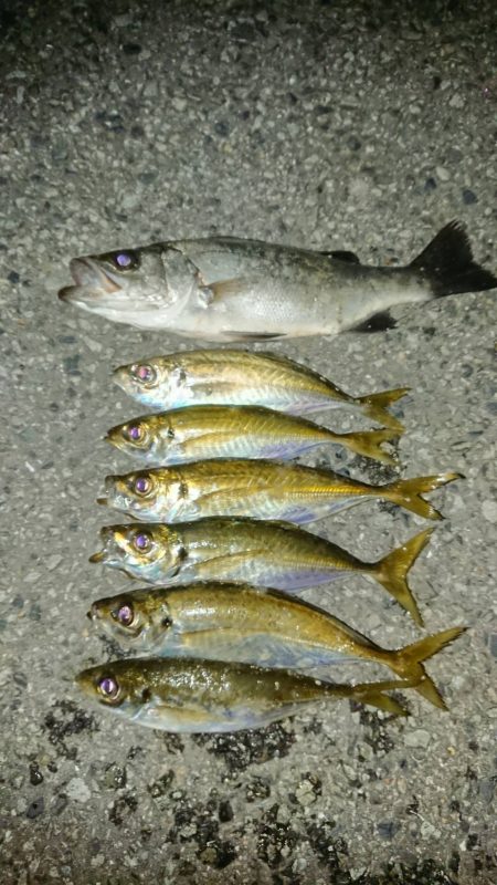 アジのサイズもよくなってきてる