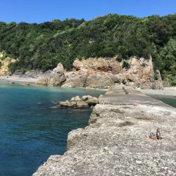 ブリが釣れ始めてます!ほとんどメジロサイズかな?