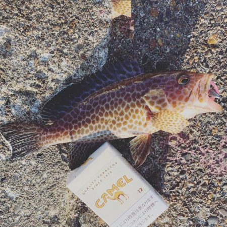 スーパーライトショアジギング