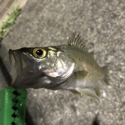 エギングとサビキ