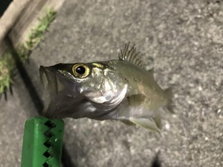 エギングとサビキ