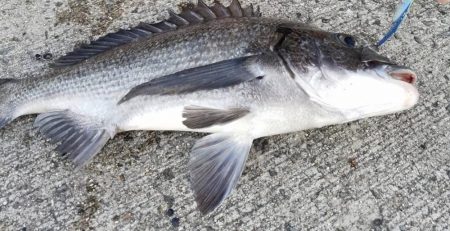 1投目でチヌげっと