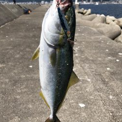 和田坊新波止にて青物