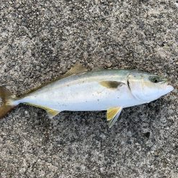 ジグサビキでツバス