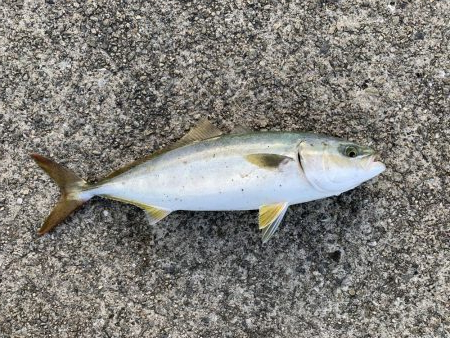 ジグサビキでツバス