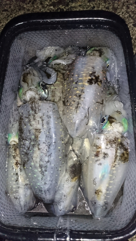 今年は数が少ないのかな？