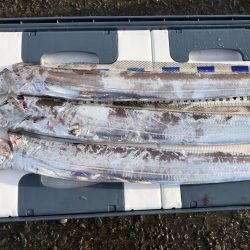 タチウオきてるよ