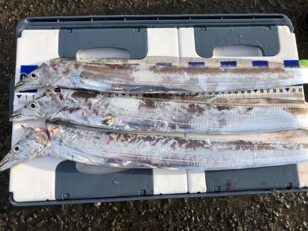 タチウオきてるよ