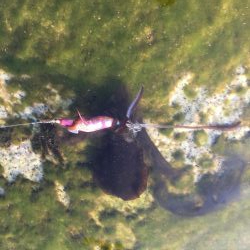 アオリイカ エギング