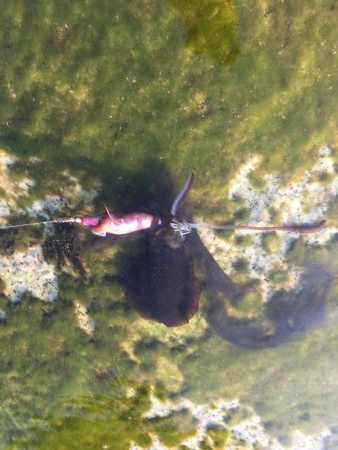 アオリイカ エギング