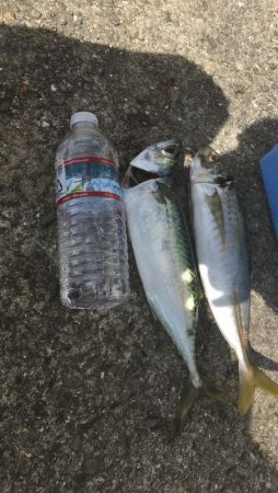 ハマチは渋い、、