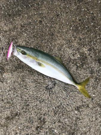 タチウオ&ハマチ