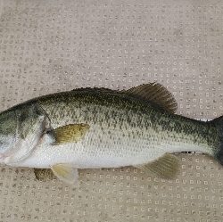 久しぶりの琵琶湖