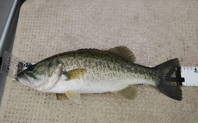 久しぶりの琵琶湖