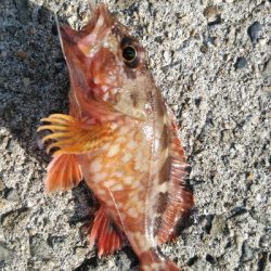 サイズも小さく渋い