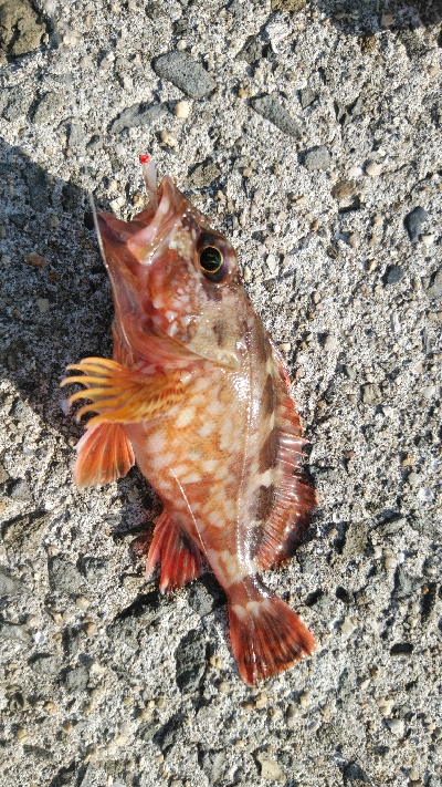 サイズも小さく渋い