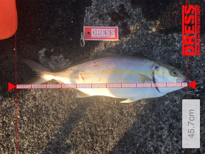 ショアジギングでシオ！