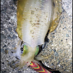 キャプテンシーズン到来