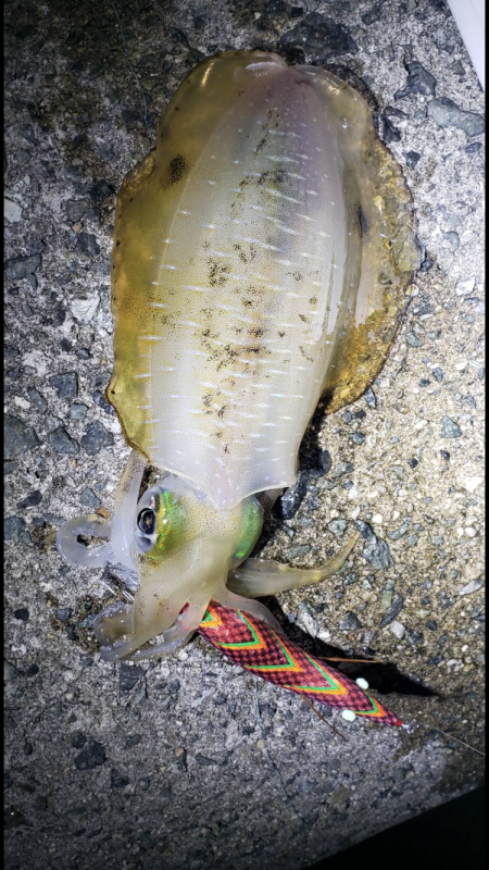 キャプテンシーズン到来